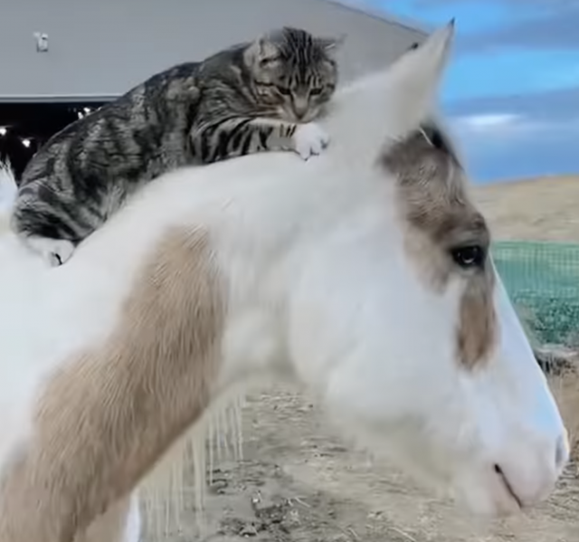 Thursday Video: Best Friends | HORSE NATION